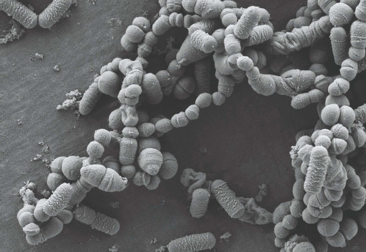 S. Sanguinis with i3.1 probiotic