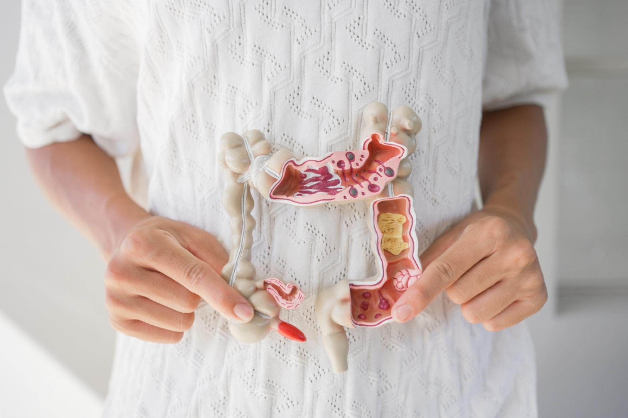 Human gut