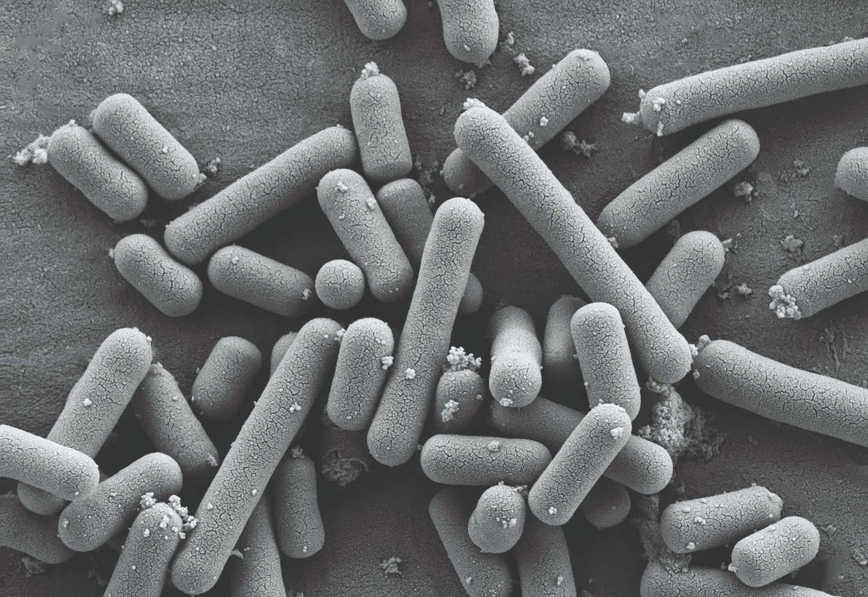 Black and white macro shot of strains