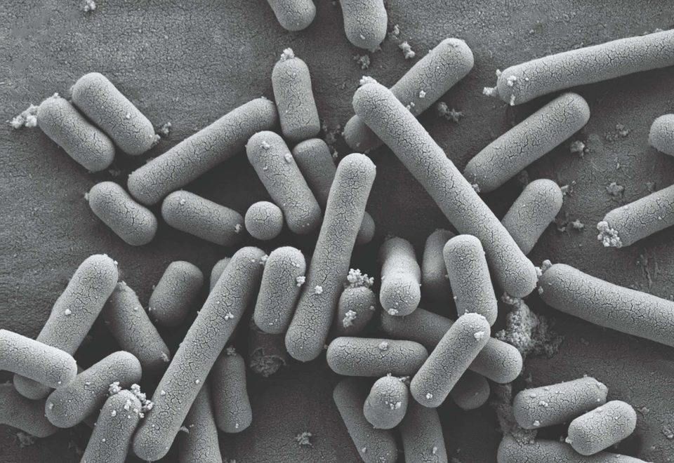 Black and white macro shot of strains